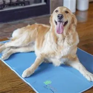 Cool Dog Pad - It's Waterless!